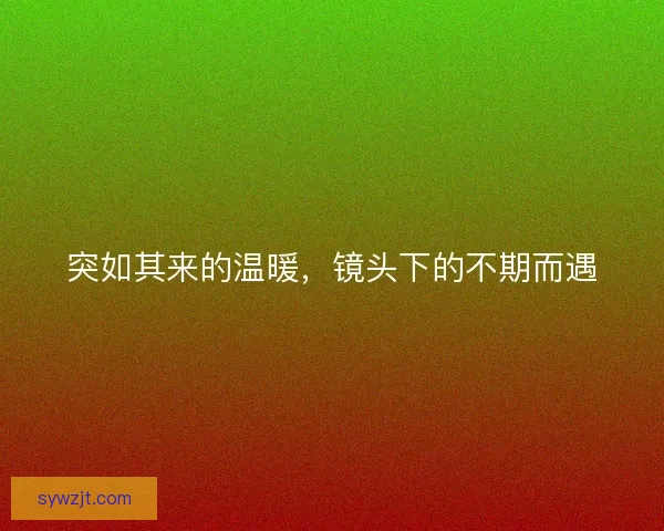 突如其来的温暖，镜头下的不期而遇
